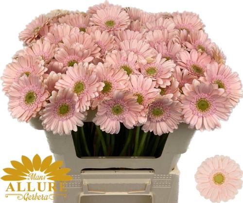 Gerbera mini Alix-Noor