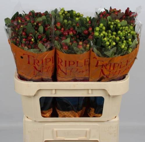 Hypericum Magical gemengd