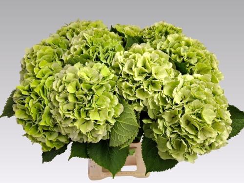 Hydrangea macrophylla 'Verena' (blauw classic)