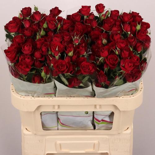 Rosa tros Red Trendsetter