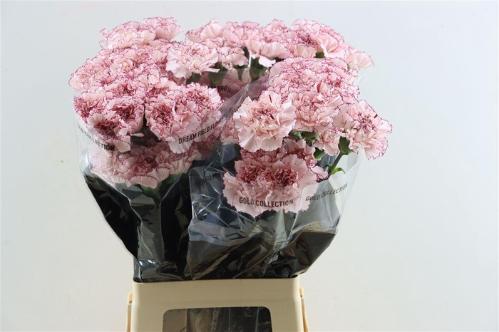 Dianthus standaard 'Mariposa'