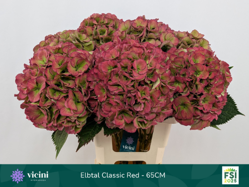 Hydrangea macrophylla 'Elbtal' (classic)