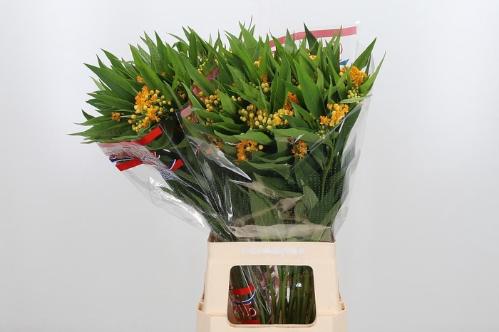 Asclepias curassavica 'Silky Gold'