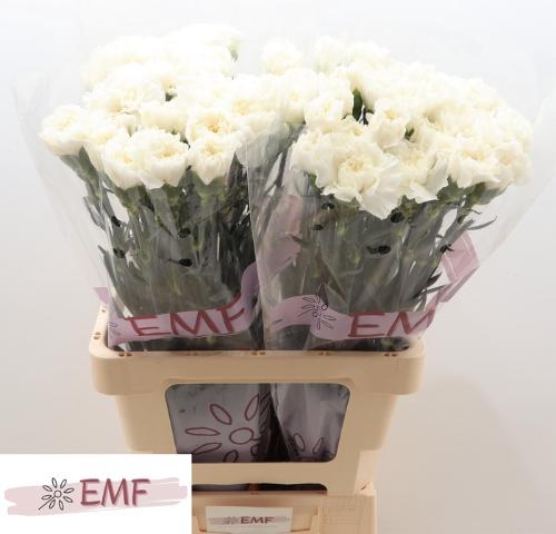 Dianthus standaard Everest