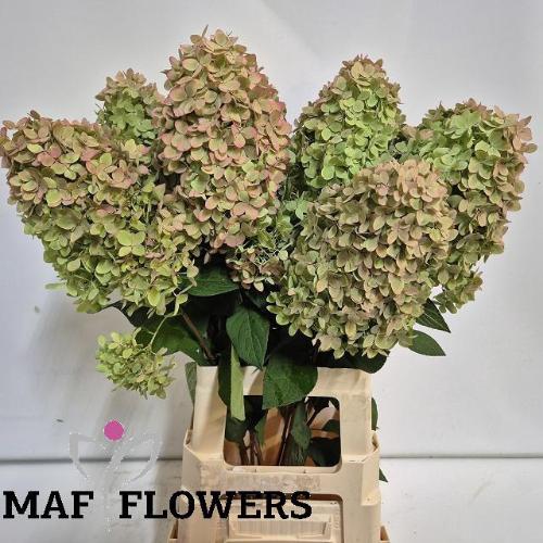 Hydrangea paniculata Magical Candle (classic)