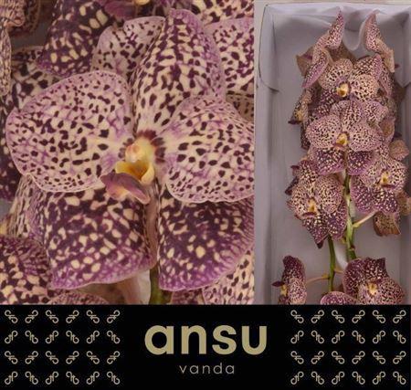 Vanda Sunanda Ocelot Sangria