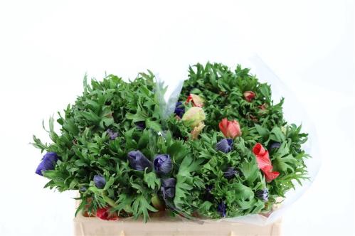 Anemone coronaria Marianne gemengd