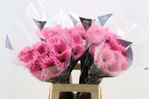 Gerbera grootbloemig spinvormig Spider Amazing