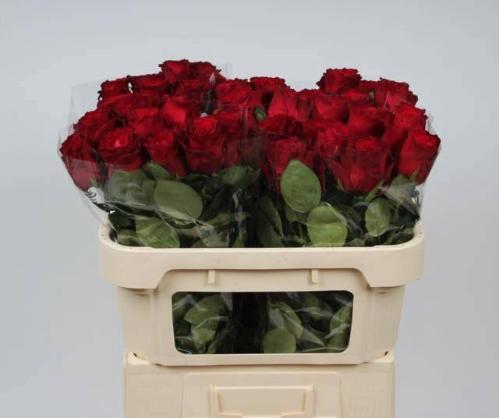 Rosa grootbloemig Rhodos