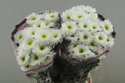 Chrysanthemum (Indicum Grp) tros Commander
