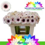 a8dba319-638a-41fa-bdfd-409bbde7f7d0.jpg