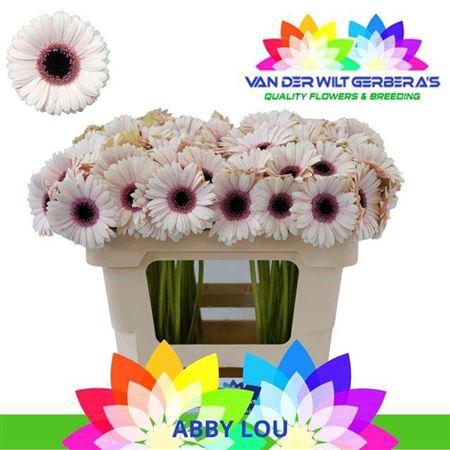 Gerbera mini Abby Lou
