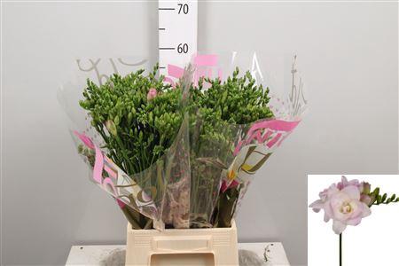 Freesia dubbelbloemig 'Rosario'