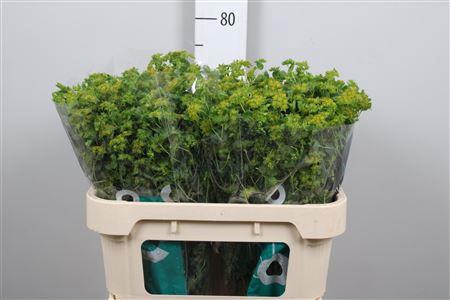 Bupleurum griffithii