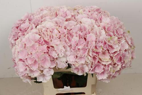 Hydrangea macrophylla 'Verena'