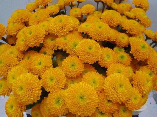 Chrysanthemum Indicum Grp tros santini kleurbehandeld H%