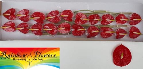 Anthurium Andreanum Grp 'Tropical'