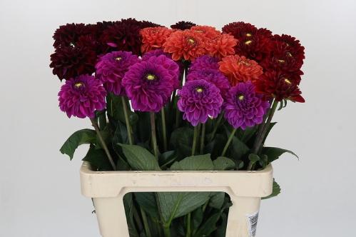 Dahlia gemengd in bos