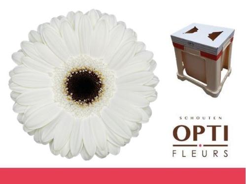 Gerbera grootbloemig 'White House'