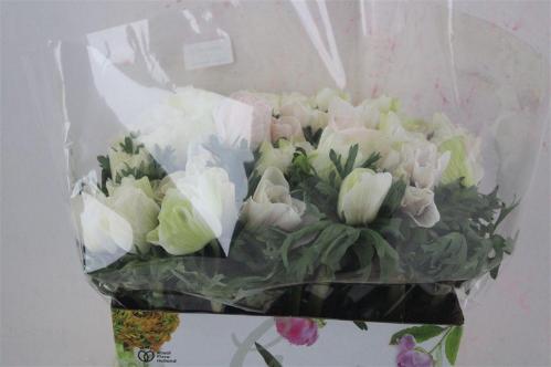 Anemone coronaria 'Mistral Plus White'