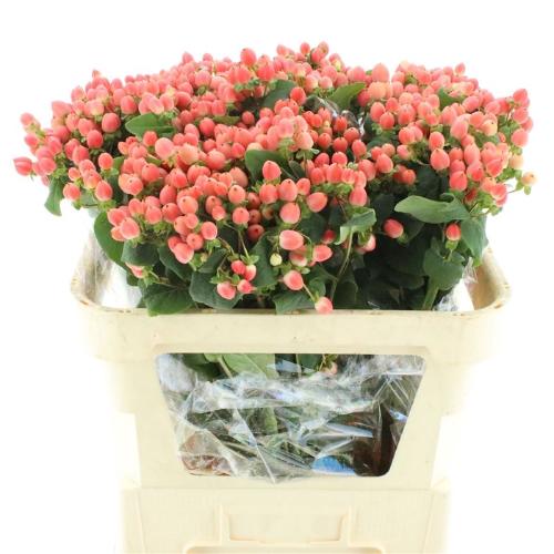 Hypericum x inodorum Magical Royal Princess