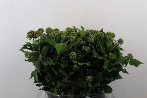 Hedera overig met bes