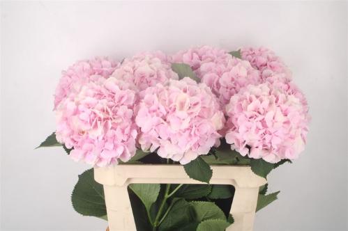 Hydrangea macrophylla 'Verena'