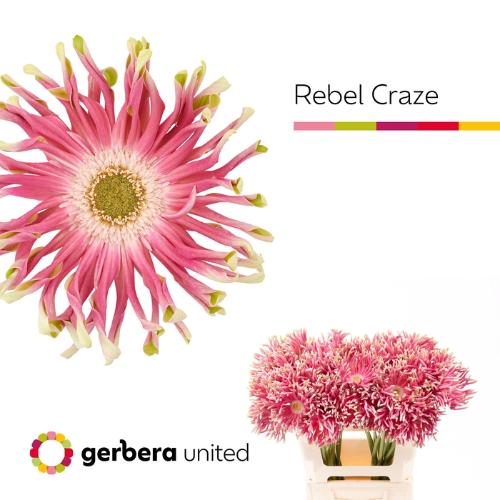 Gerbera grootbloemig krulvormig Rebel Craze