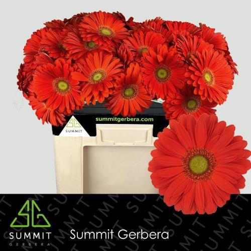 Gerbera grootbloemig 'Tangerine'