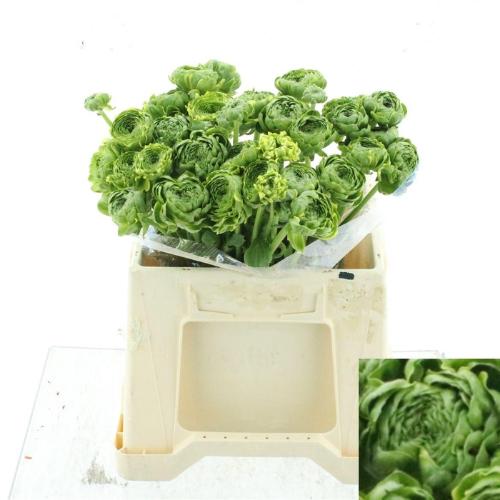 Ranunculus overig