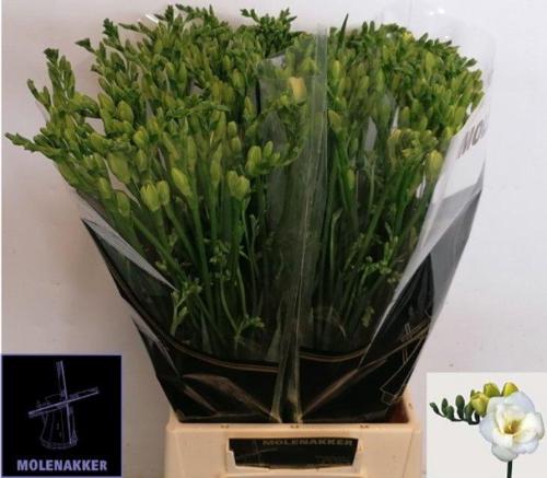 Freesia dubbelbloemig Versailles