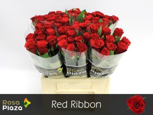 Rosa grootbloemig Red Ribbon
