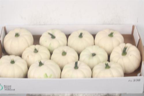 Siervruchten per stuk Cucurbita pepo 'Baby Boo'