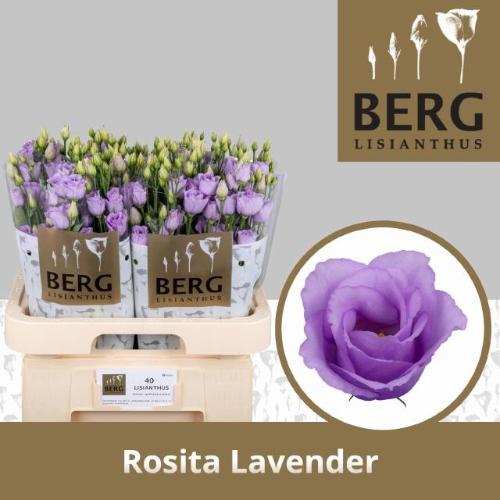 Eustoma russellianum gevuldbloemig 'Rosita Lavender'