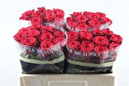 Rosa grootbloemig Red Naomi!
