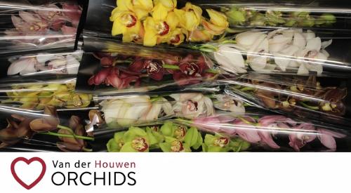 Cymbidium grootbloemig per tak gemengd