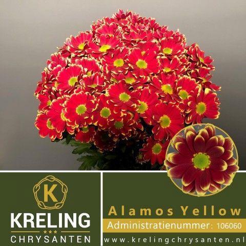 Chrysanthemum (Indicum Grp) tros Alamos Yellow