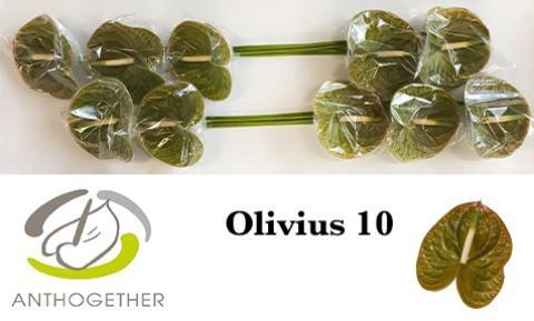 Anthurium (Andreanum Grp) Olivius