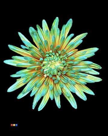 Chrysanthemum (Indicum Grp) geplozen Topspin kleurbehandeld H%