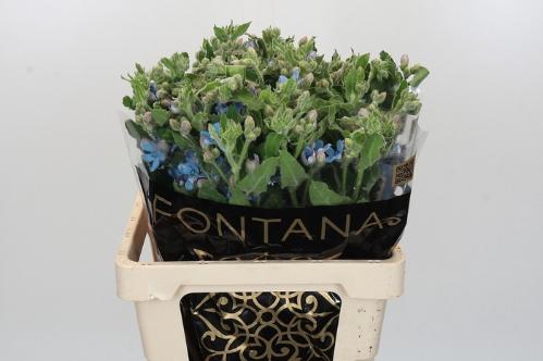 Oxypetalum coeruleum 'Bridal Victoria'