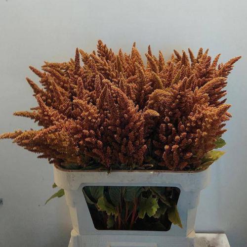 Amaranthus cruentus 'Hot Biscuits'