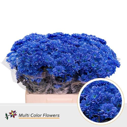 Chrysanthemum Indicum Grp tros kas kleurbehandeld H%
