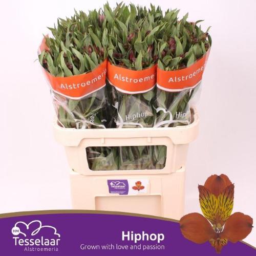 Alstroemeria Hiphop