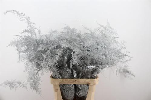 Asparagus overig kleurbehandeld H%