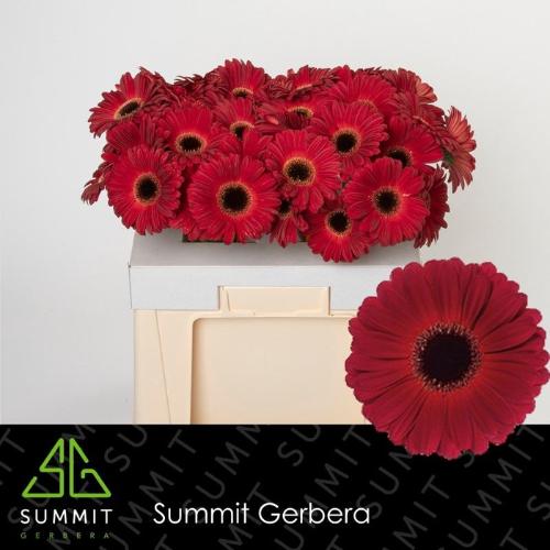 Gerbera grootbloemig 'Dark Diamond'