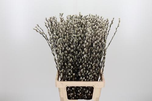 Salix caprea 'Snow Flake'