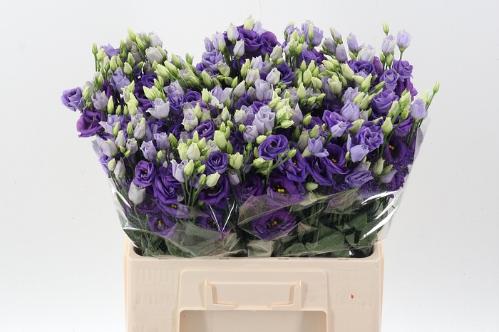 Eustoma russellianum gevuldbloemig 'Rosita Blue'