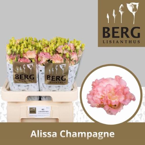 Eustoma russellianum gevuldbloemig 'Alissa Champagne'