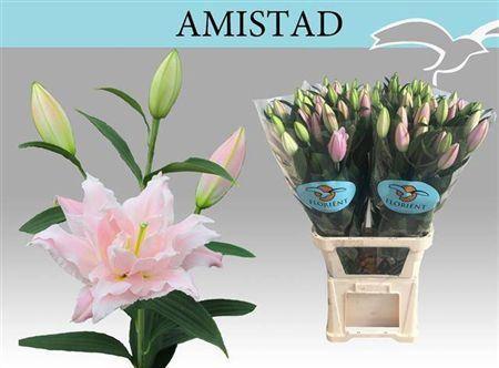 Lilium (Oriental Grp) dubbel 'Amistad'
