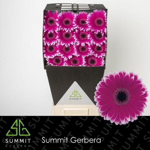 Gerbera grootbloemig 'Nuance'